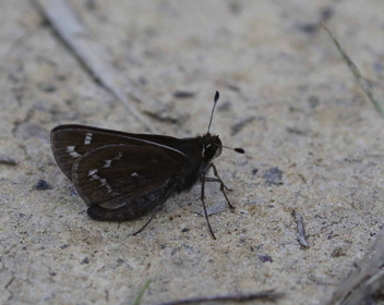 Cobweb Skipper